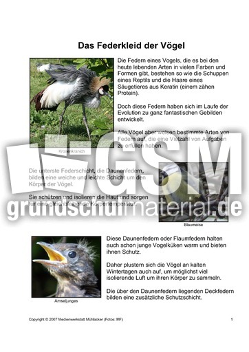 Das-Federkleid-der-Vögel-1.pdf